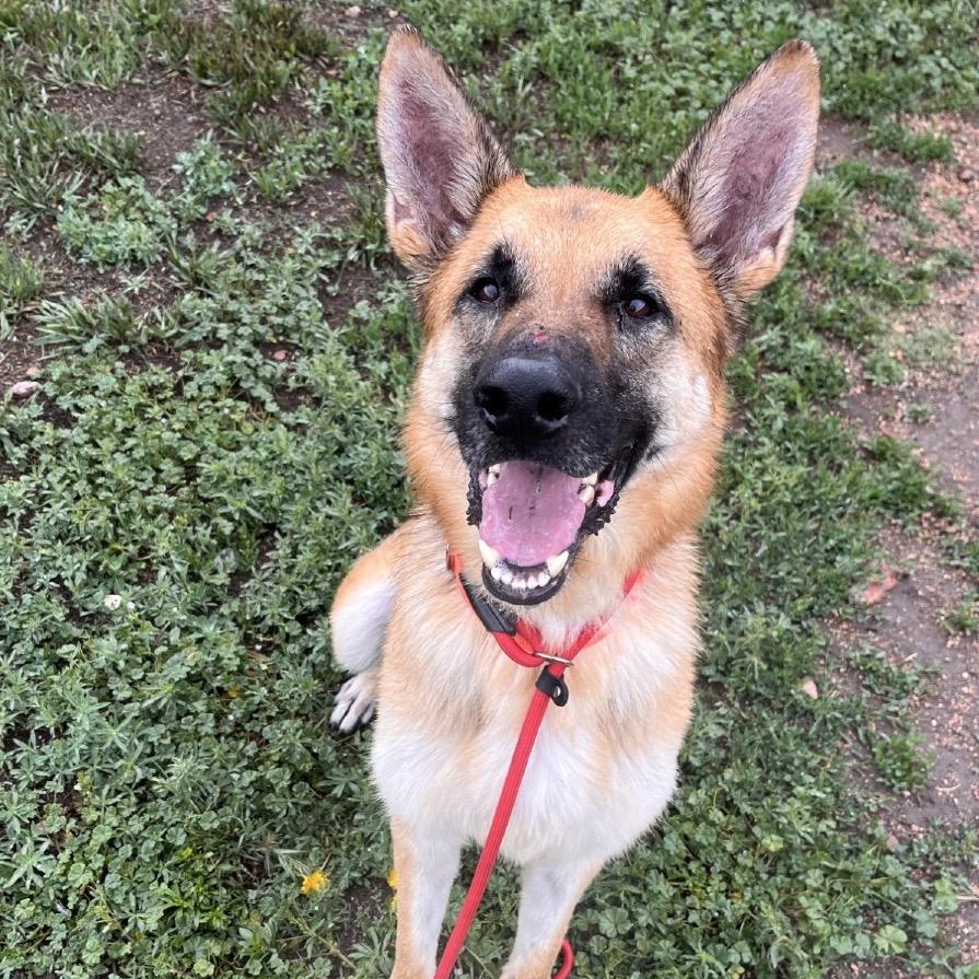 Rip, a Adoptable German Shepherd Dog in Lakewood, CO image 5/6
