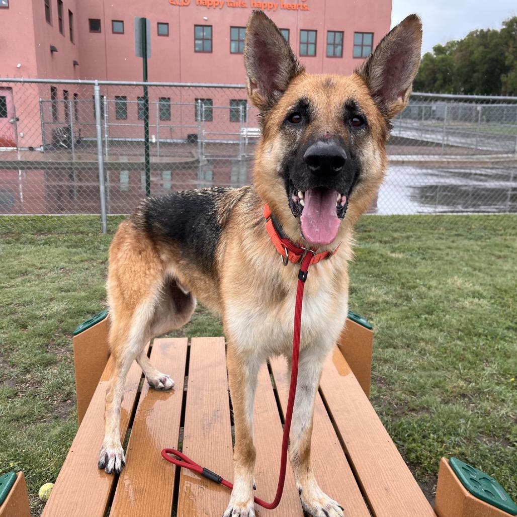 Rip, a Adoptable German Shepherd Dog in Lakewood, CO image 6/6