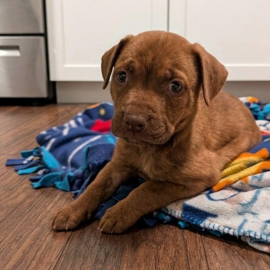 Rubble, Adopted, Puppy Male Pointer & Pit Bull Terrier.