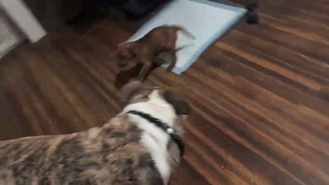 Enlarge Rubble, a Adopted mixed breed in Rochester, NY video 2/4