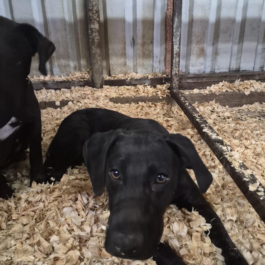 Blakely, Adoptable, Young Female Black Labrador Retriever & Mixed Breed.