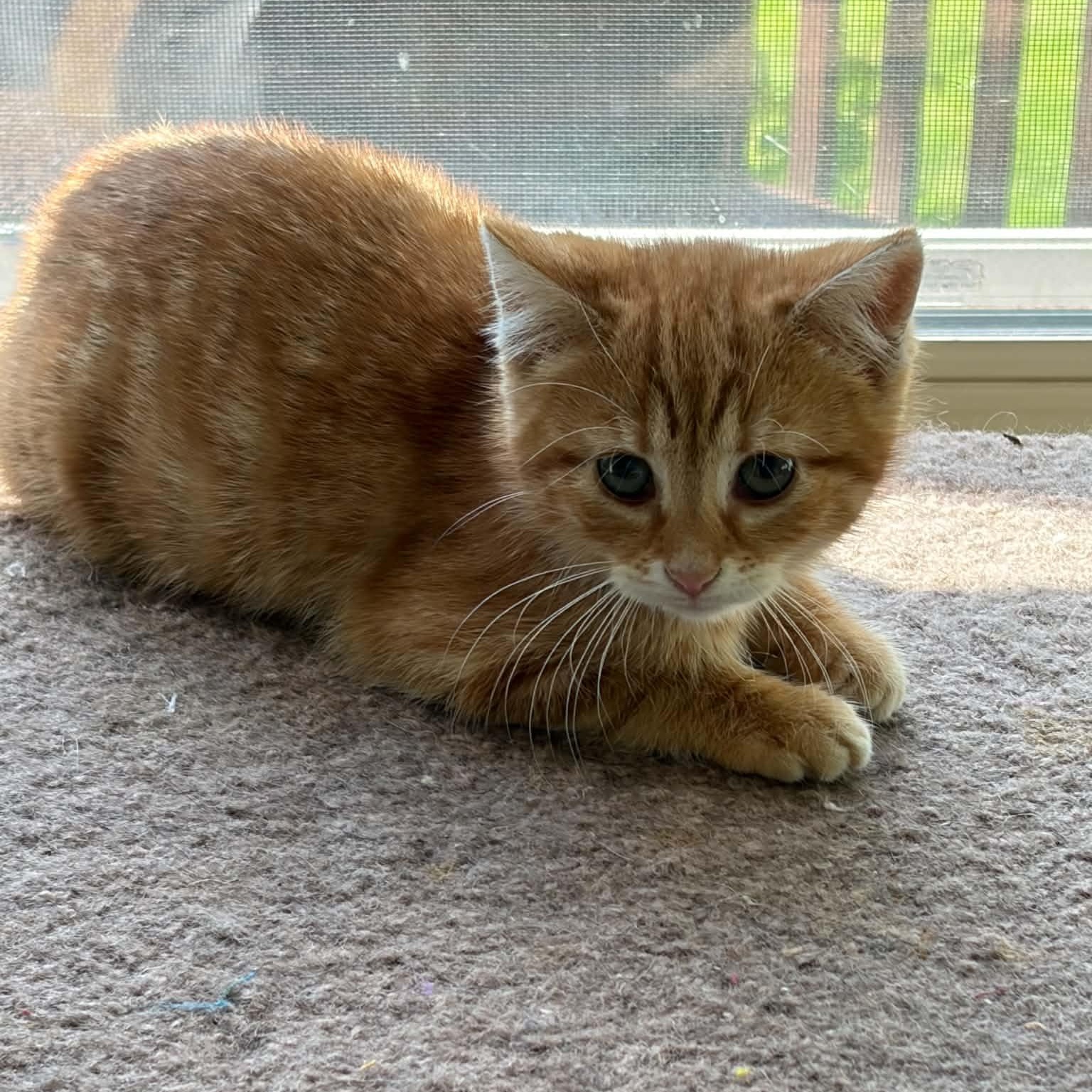 Riesling, adopted, Kitten Female Domestic Short Hair.