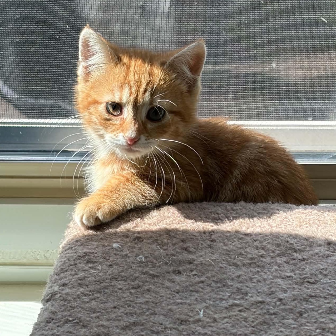 Riesling, an adopted Domestic Short Hair in Warren, NJ image 2/2