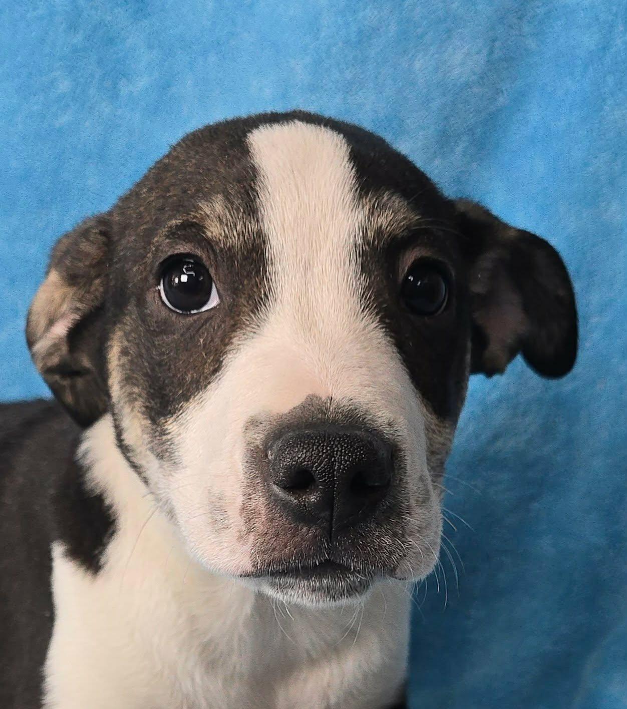 Enlarge Toboggan, a Adoptable mixed breed in Newport, TN image 3/4