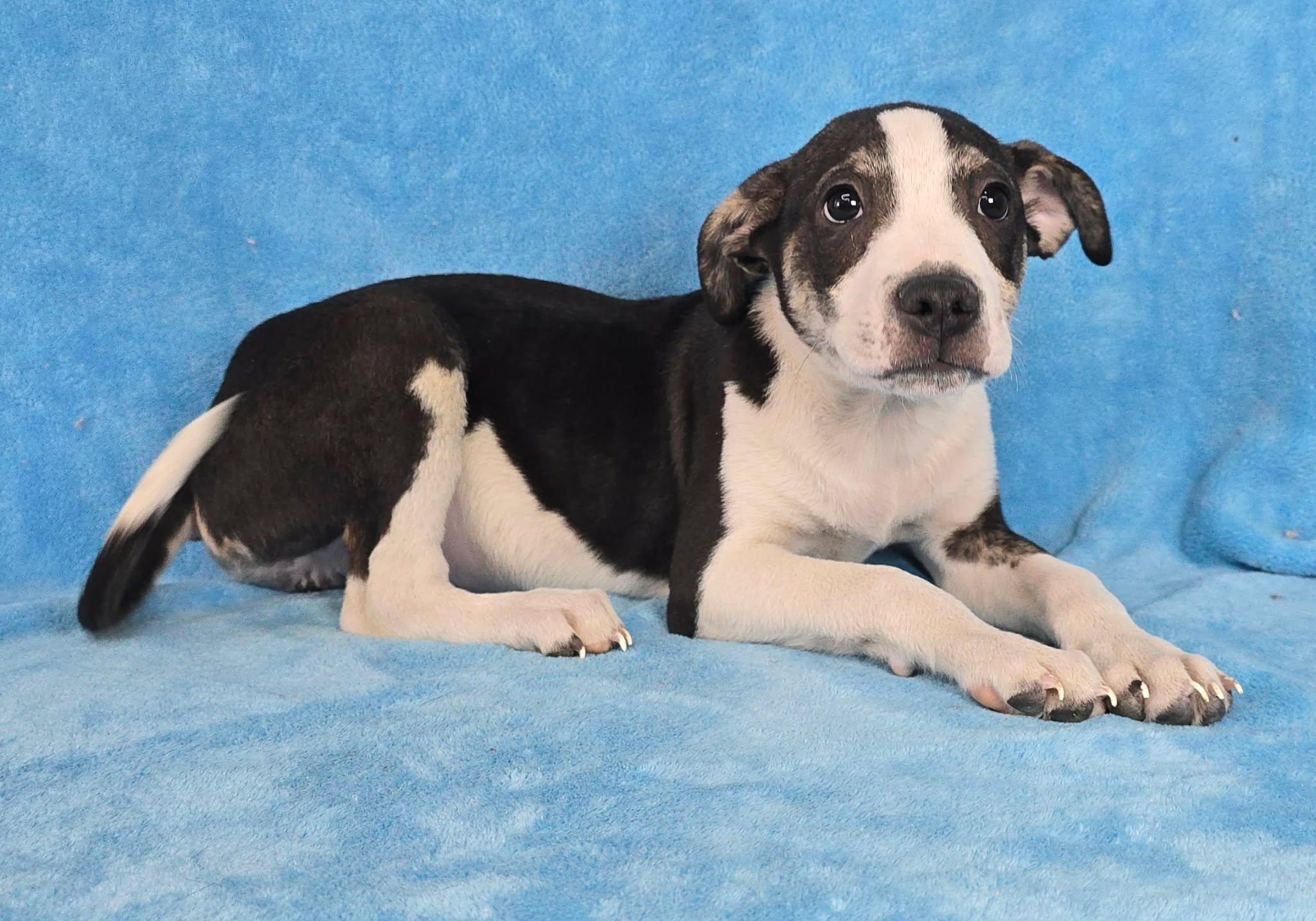 Enlarge Toboggan, a Adoptable mixed breed in Newport, TN image 2/4