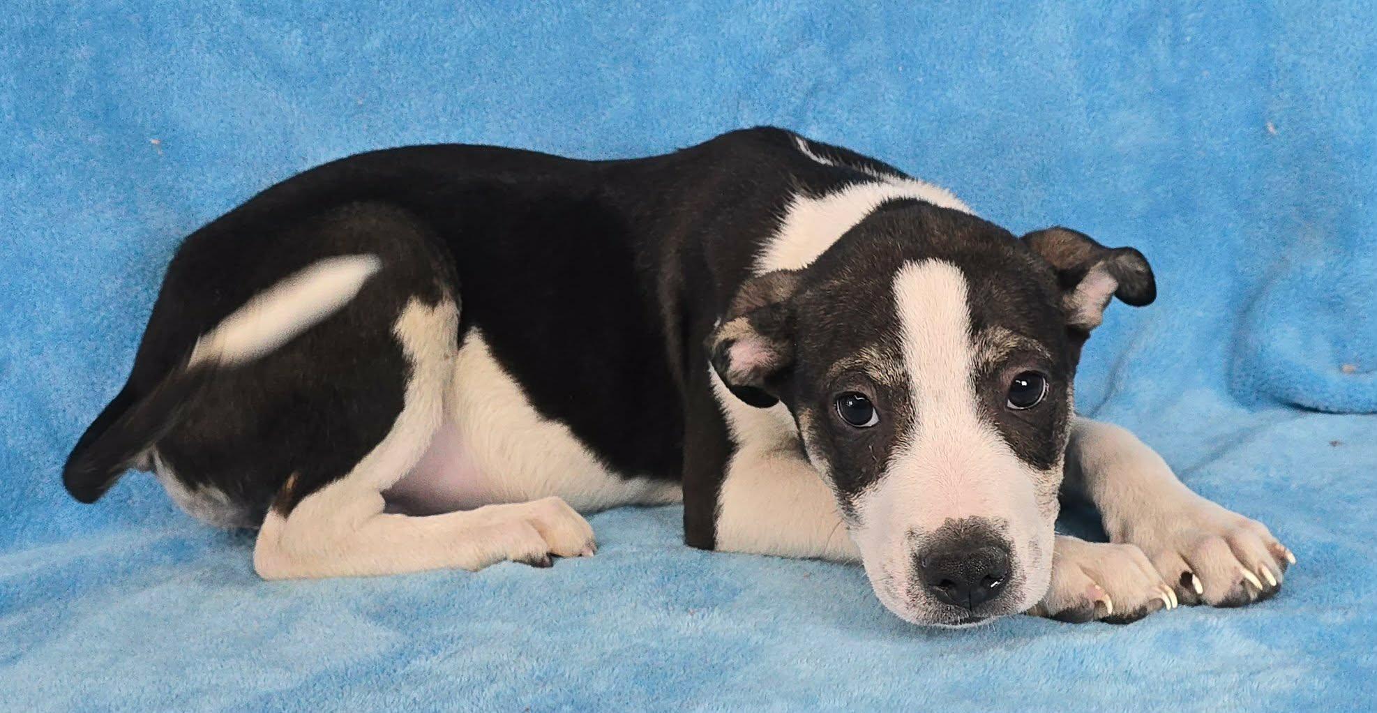 Enlarge Toboggan, a Adoptable mixed breed in Newport, TN image 4/4