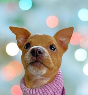 Aurora, ADOPTABLE, Puppy Female Mixed Breed.