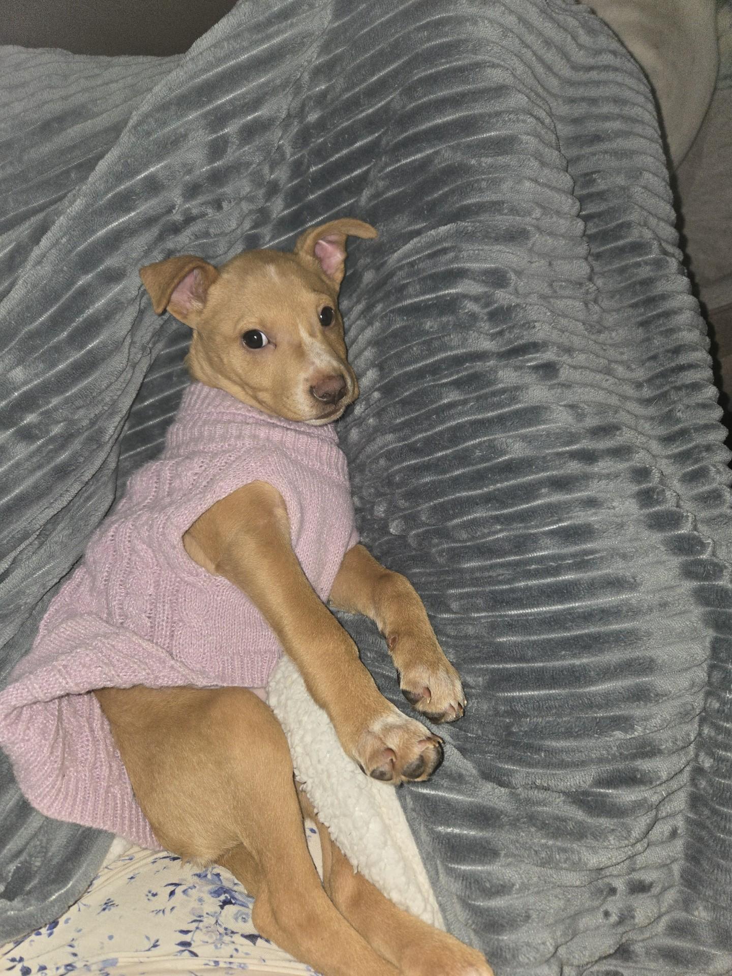 Enlarge Aurora, a ADOPTABLE Mixed Breed in Schaumburg, IL image 5/6