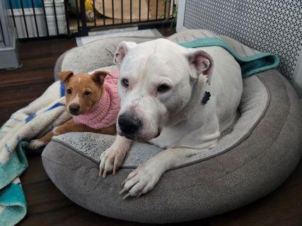 Enlarge Aurora, a ADOPTABLE Mixed Breed in Schaumburg, IL image 6/6