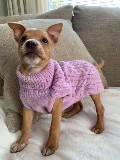 Enlarge Aurora, a ADOPTABLE Mixed Breed in Schaumburg, IL image 2/6