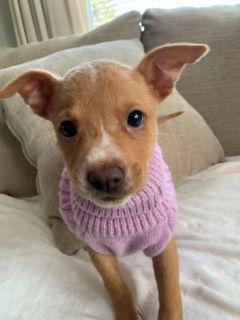Enlarge Aurora, a ADOPTABLE Mixed Breed in Schaumburg, IL image 3/6