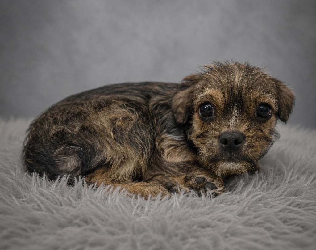 Laurel, Adopted, Puppy Female Wirehaired Terrier & Chihuahua.