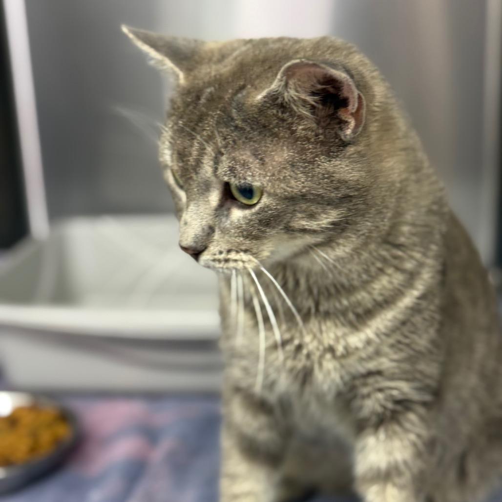 Dusty, a Adoptable Domestic Short Hair in Chariton, IA image 1/6