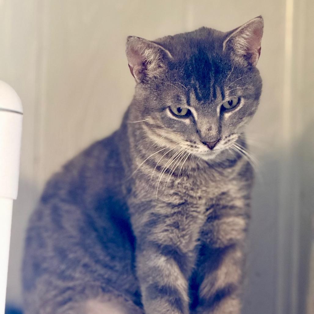 Dusty, a Adoptable Domestic Short Hair in Chariton, IA image 2/6