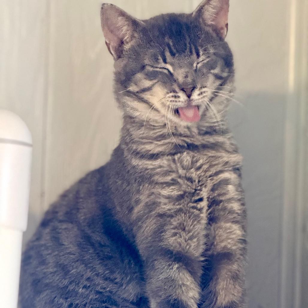 Dusty, a Adoptable Domestic Short Hair in Chariton, IA image 3/6