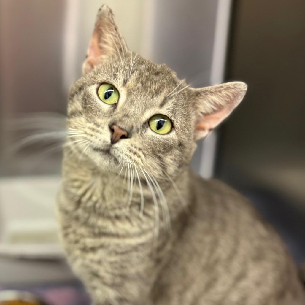 Dusty, a Adoptable Domestic Short Hair in Chariton, IA image 4/6