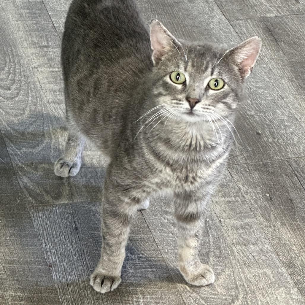 Dusty, a Adoptable Domestic Short Hair in Chariton, IA image 5/6