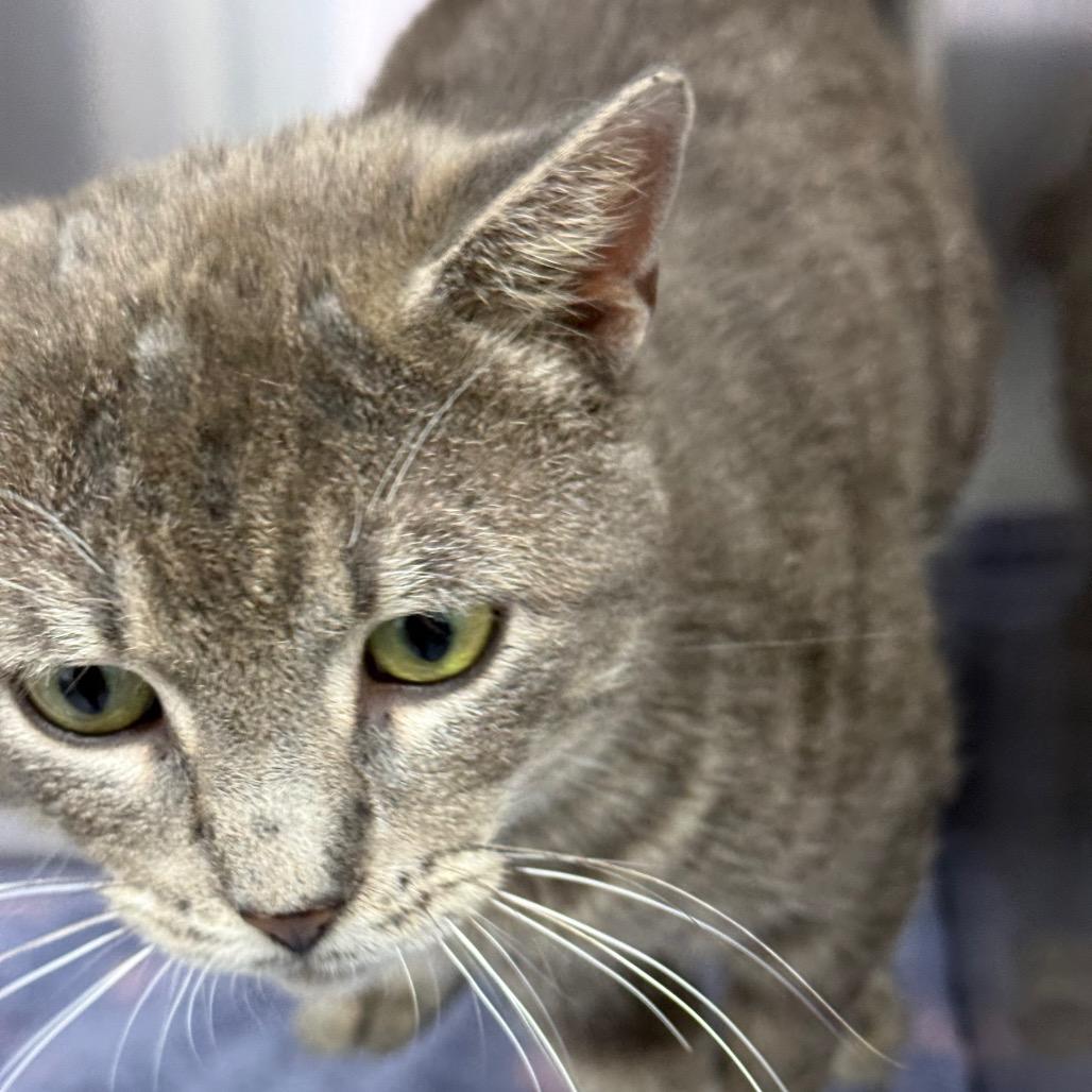 Dusty, a Adoptable Domestic Short Hair in Chariton, IA image 6/6