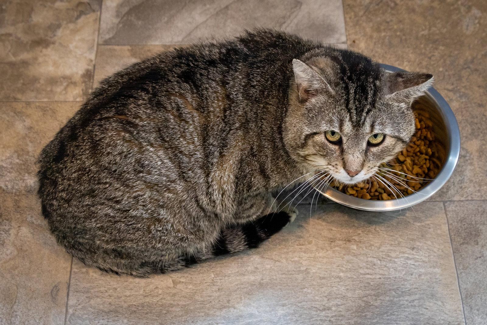 Enlarge Gutsy (FCID# 03/09/2026 - 81 Trainer), a Adoptable Tabby in Greenville, DE image 2/3