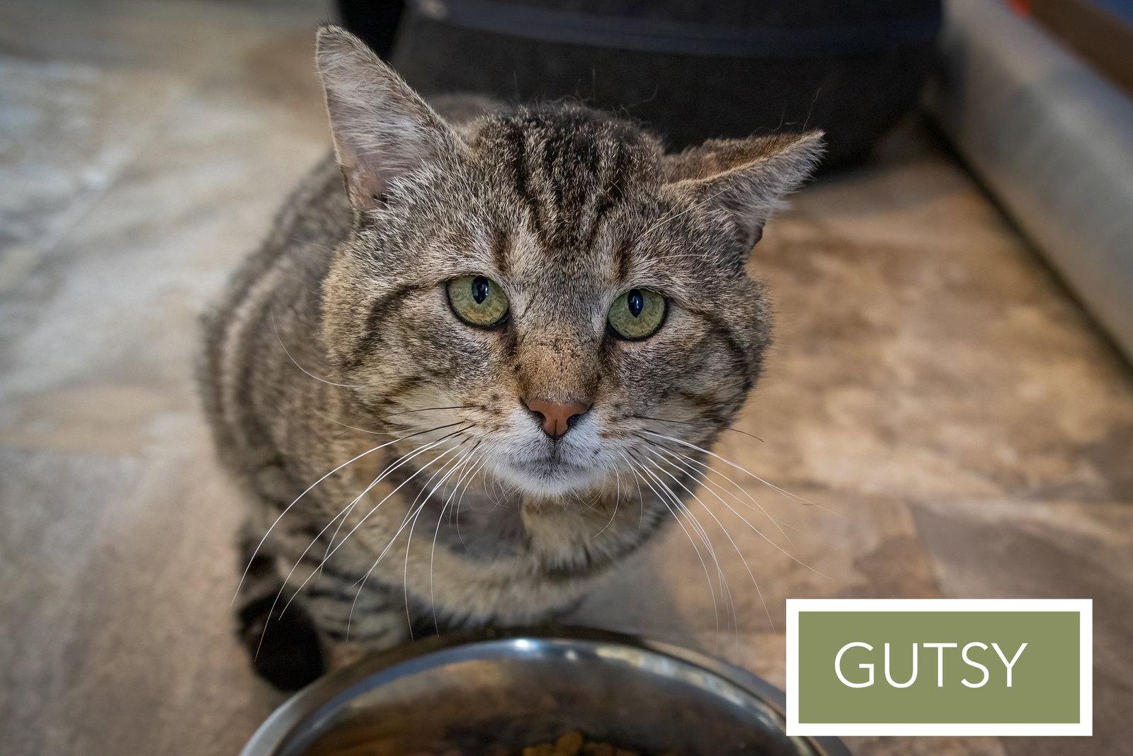 Enlarge Gutsy (FCID# 03/09/2026 - 81 Trainer), a Adoptable Tabby in Greenville, DE image 3/3