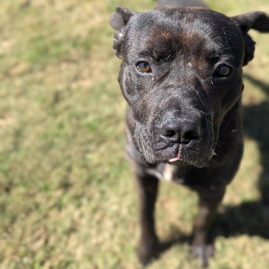 Enlarge LEVI  Available NOW - ADOPTION or RESCUE!, a Adoptable Mixed Breed in Nashville, NC image 1/3