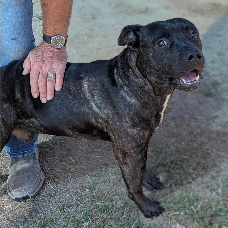 Enlarge LEVI  Available NOW - ADOPTION or RESCUE!, a Adoptable Mixed Breed in Nashville, NC image 2/3