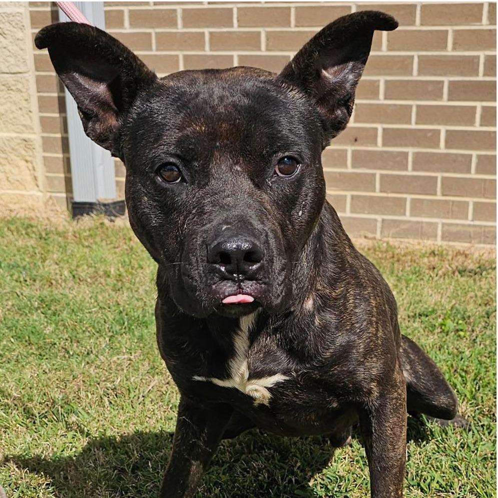 Enlarge LEVI  Available NOW - ADOPTION or RESCUE!, a Adoptable Mixed Breed in Nashville, NC image 3/3