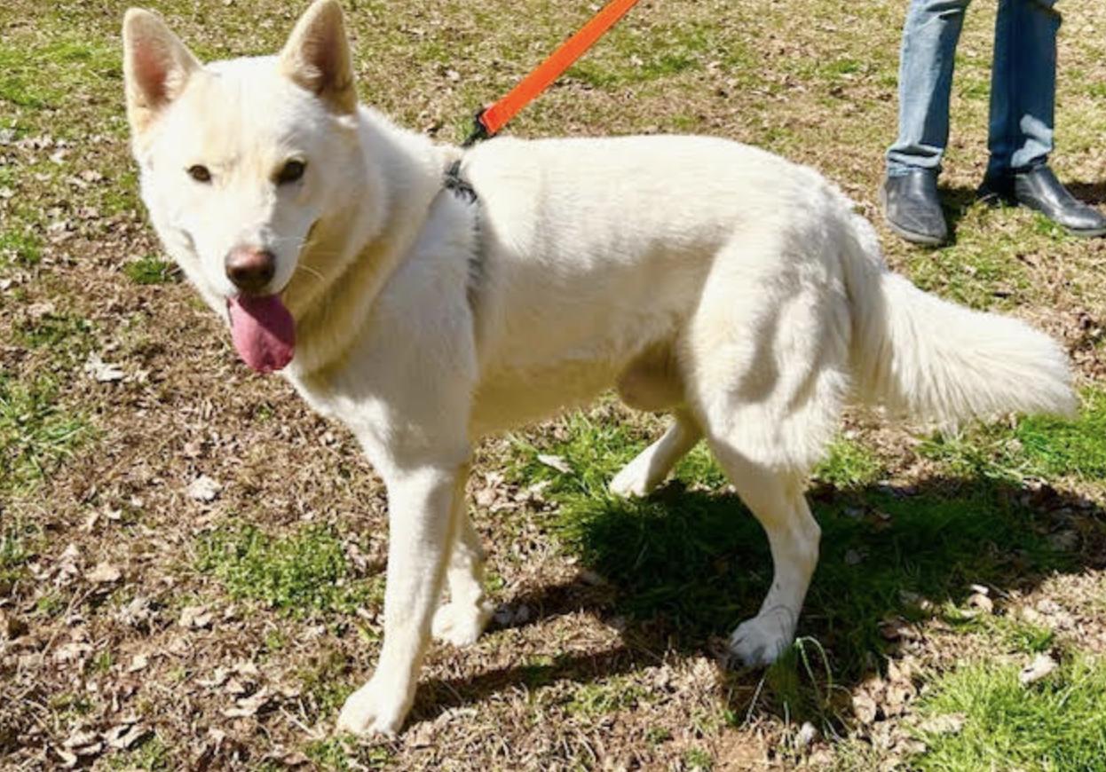 Maverick, a Adoptable Husky in Woburn, MA image 6/6