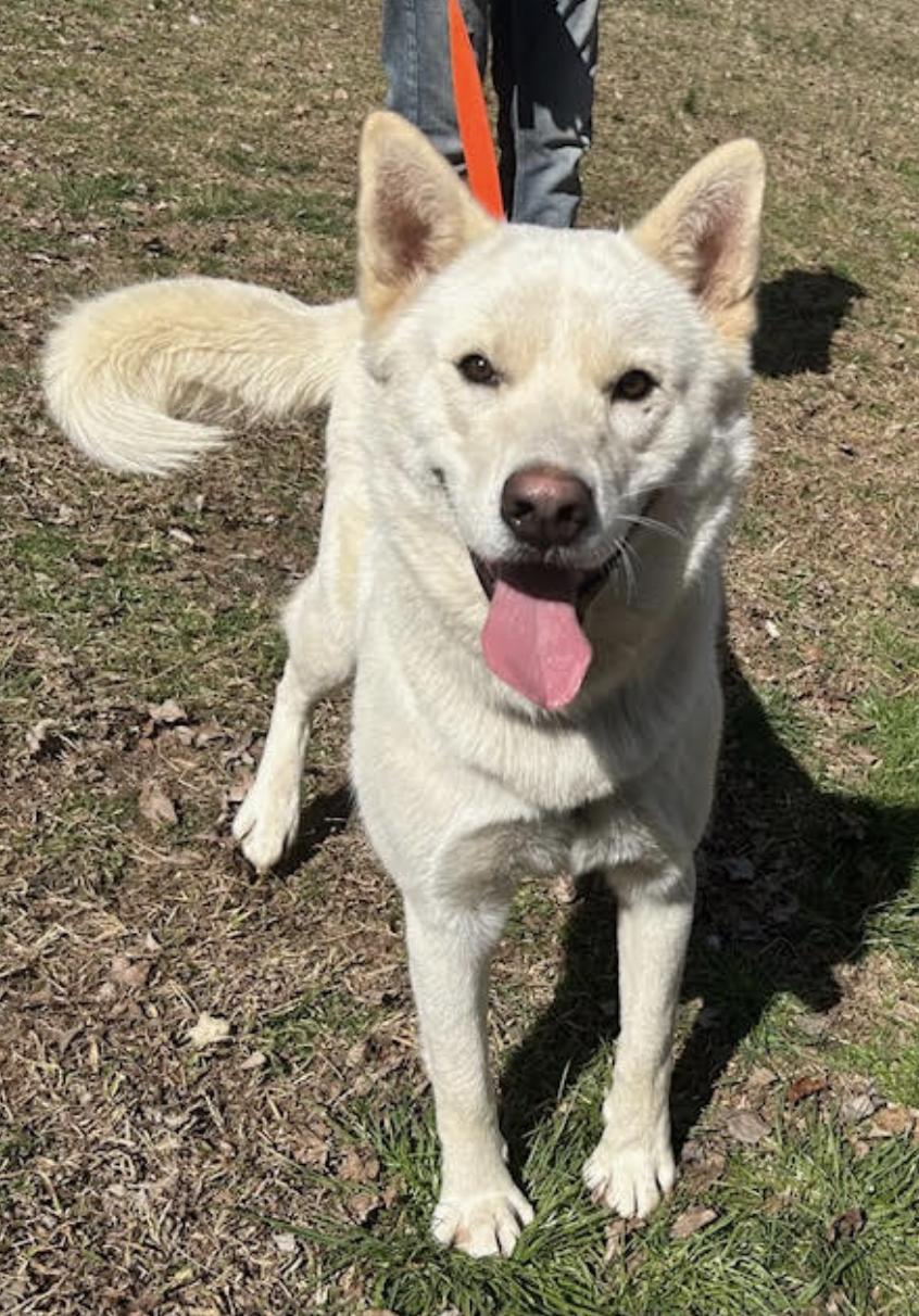 Maverick, a Adoptable Husky in Woburn, MA image 3/6