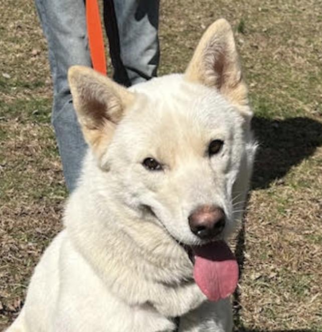 Maverick, a Adoptable Husky in Woburn, MA image 1/6