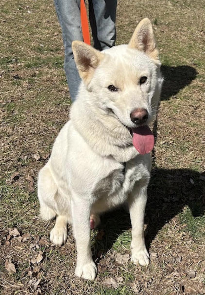 Maverick, a Adoptable Husky in Woburn, MA image 2/6