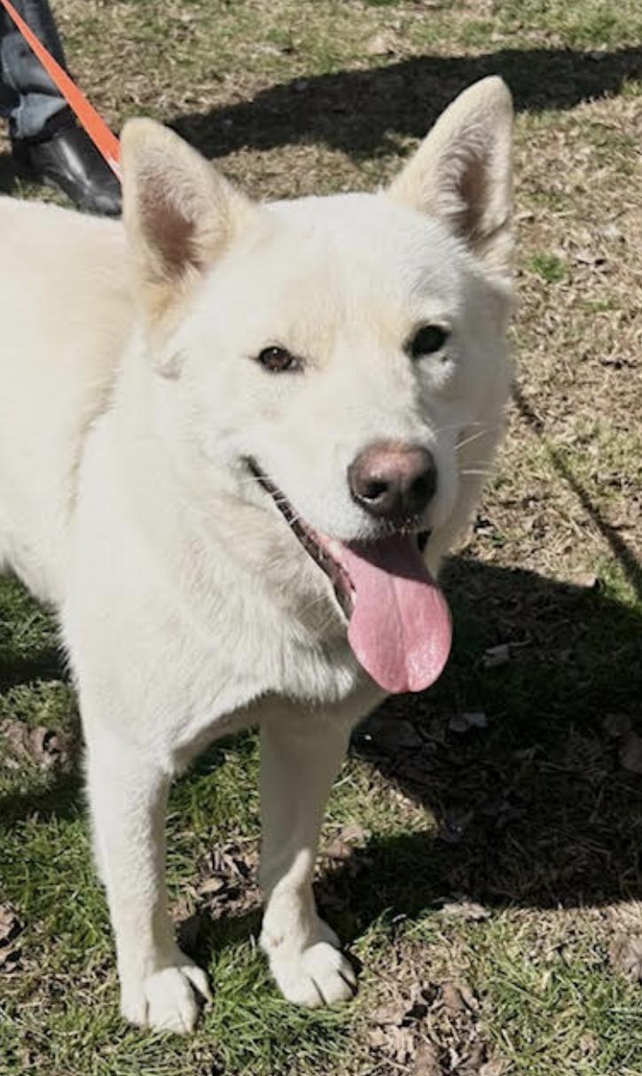 Maverick, a Adoptable Husky in Woburn, MA image 5/6
