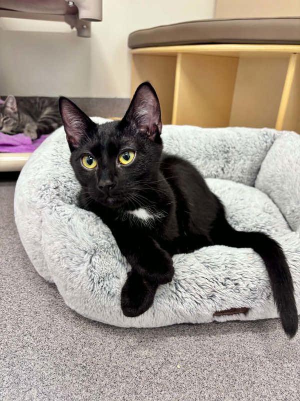 Enlarge Blake, a Adoptable mixed breed in McMinnville, OR image 1/1