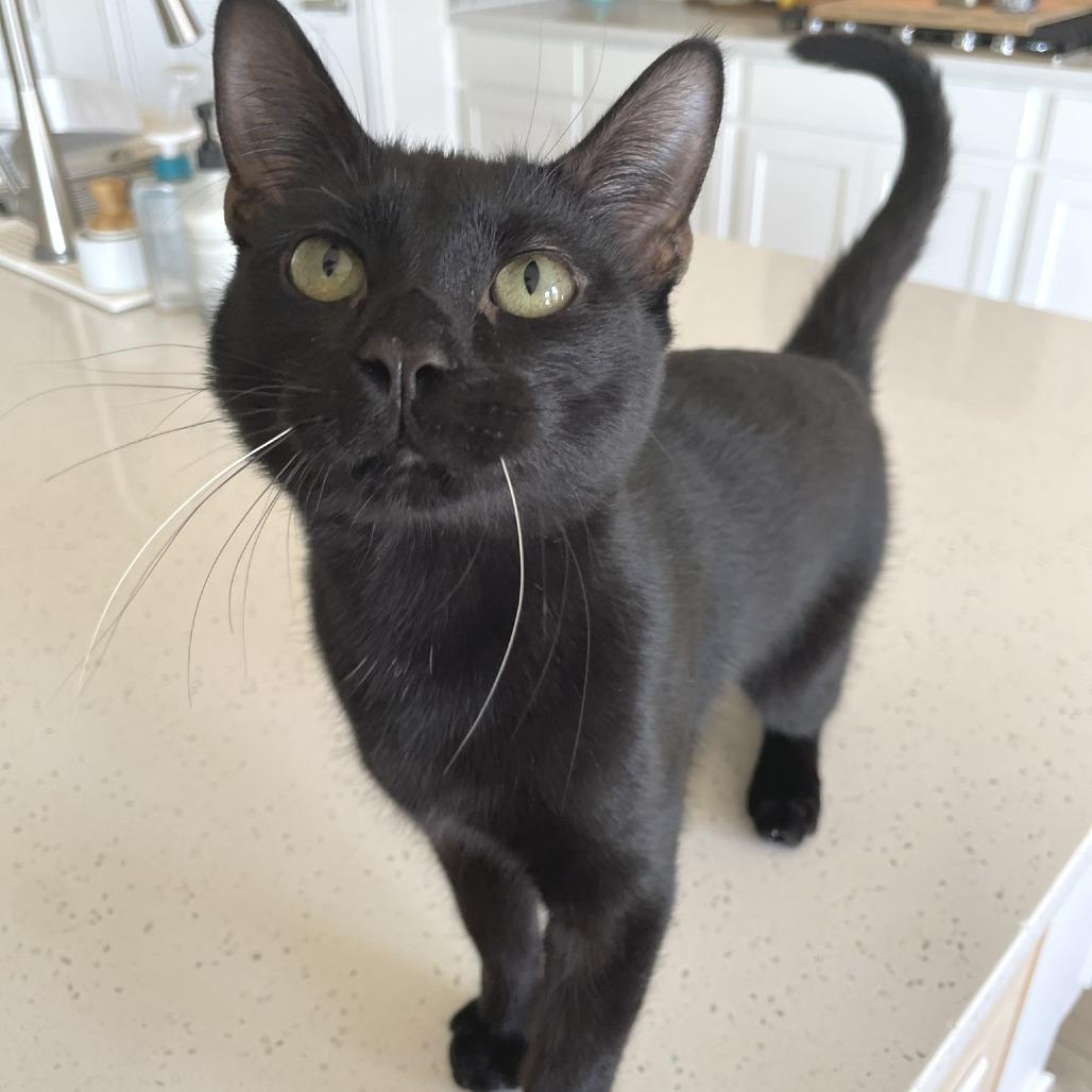 Enlarge Tobey, a Adoptable Domestic Short Hair in Flower Mound, TX image 1/6