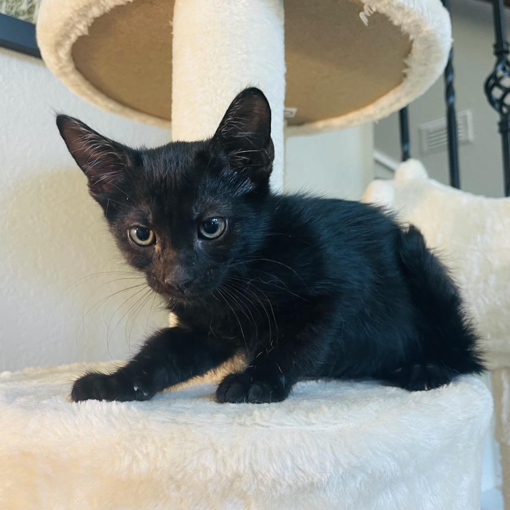 Enlarge Tobey, a Adoptable Domestic Short Hair in Flower Mound, TX image 1/5