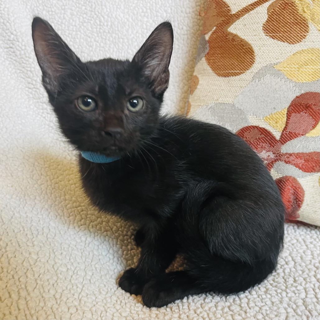 Enlarge Tobey, a Adoptable Domestic Short Hair in Flower Mound, TX image 2/5