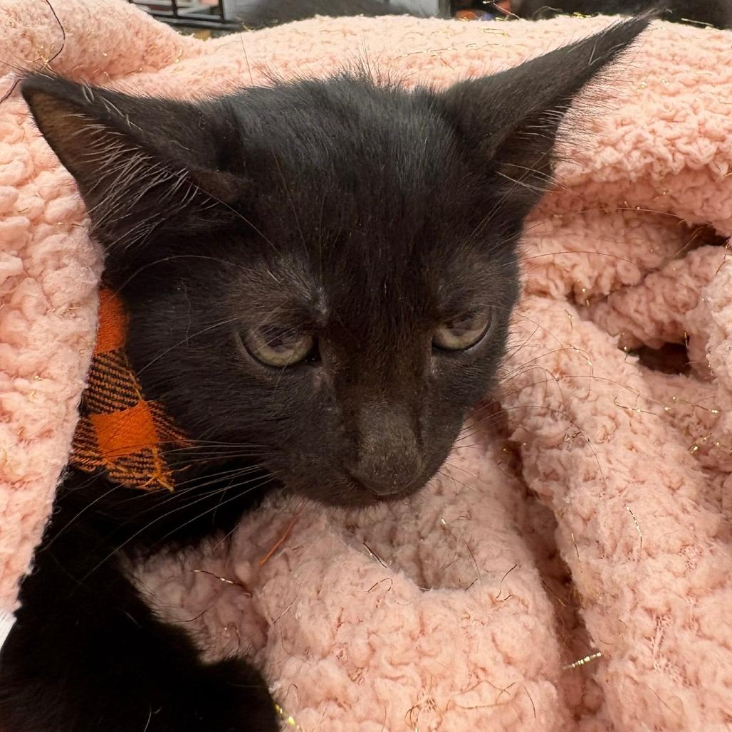 Enlarge Tobey, a Adoptable Domestic Short Hair in Flower Mound, TX image 3/5