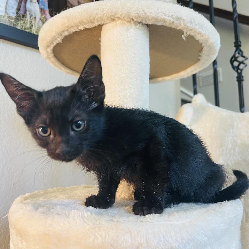 Enlarge Tobey, a Adoptable Domestic Short Hair in Flower Mound, TX image 4/5