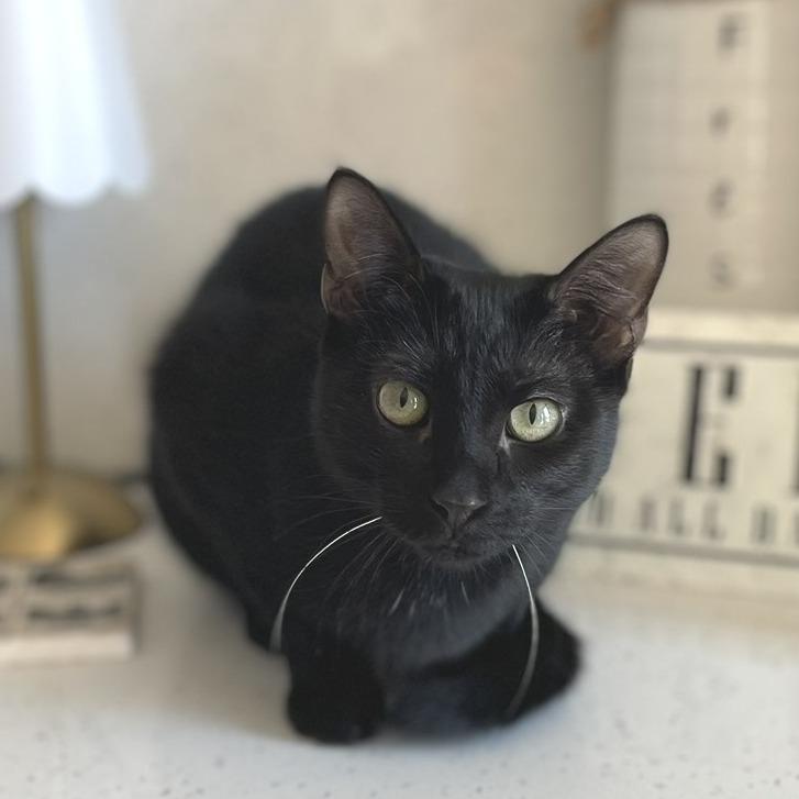 Enlarge Tobey, a Adoptable Domestic Short Hair in Flower Mound, TX image 2/6