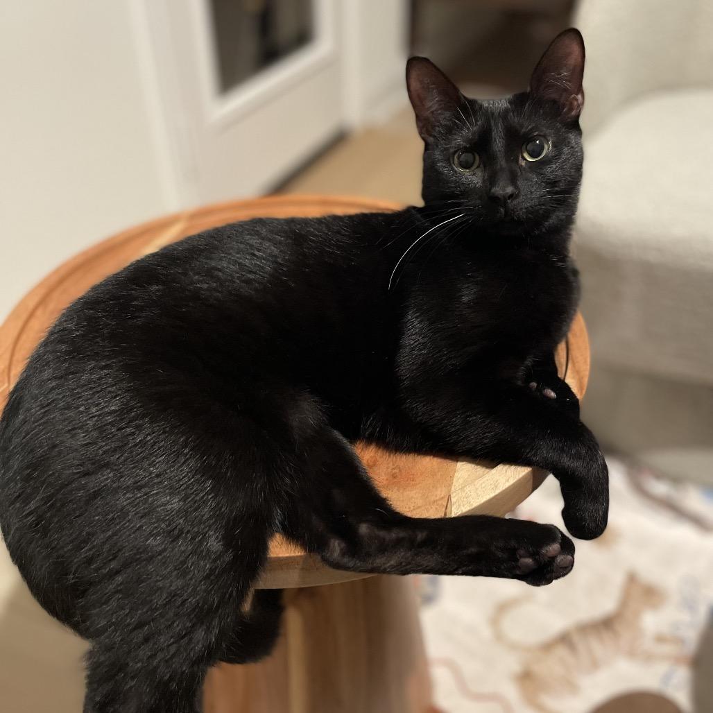 Enlarge Tobey, a Adoptable Domestic Short Hair in Flower Mound, TX image 3/6