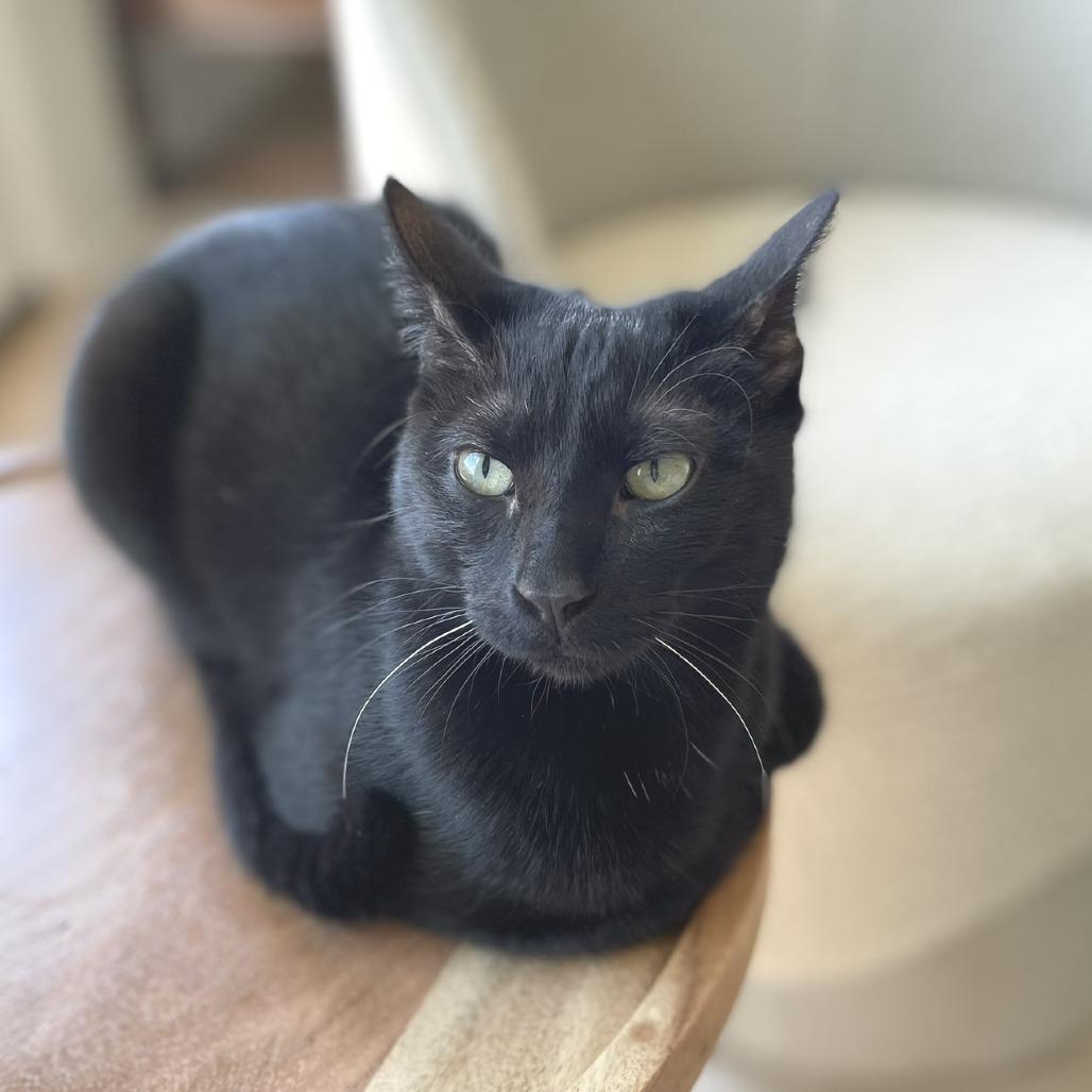 Enlarge Tobey, a Adoptable Domestic Short Hair in Flower Mound, TX image 4/6