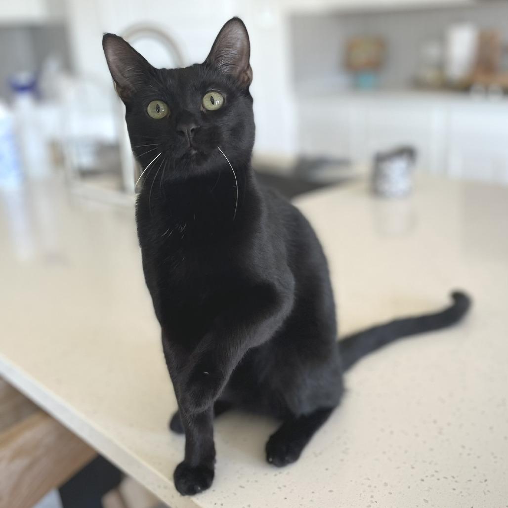 Enlarge Tobey, a Adoptable Domestic Short Hair in Flower Mound, TX image 6/6