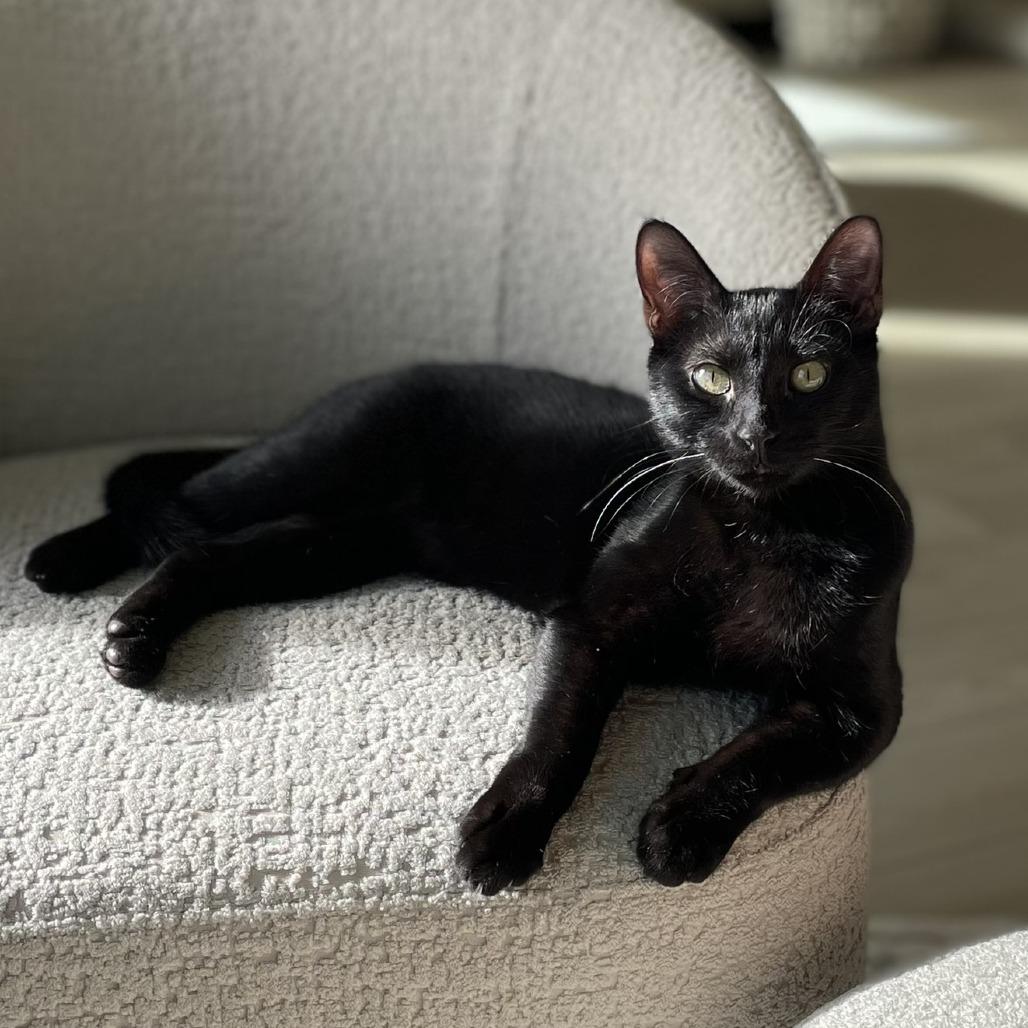 Enlarge Tobey, a Adoptable Domestic Short Hair in Flower Mound, TX image 6/6