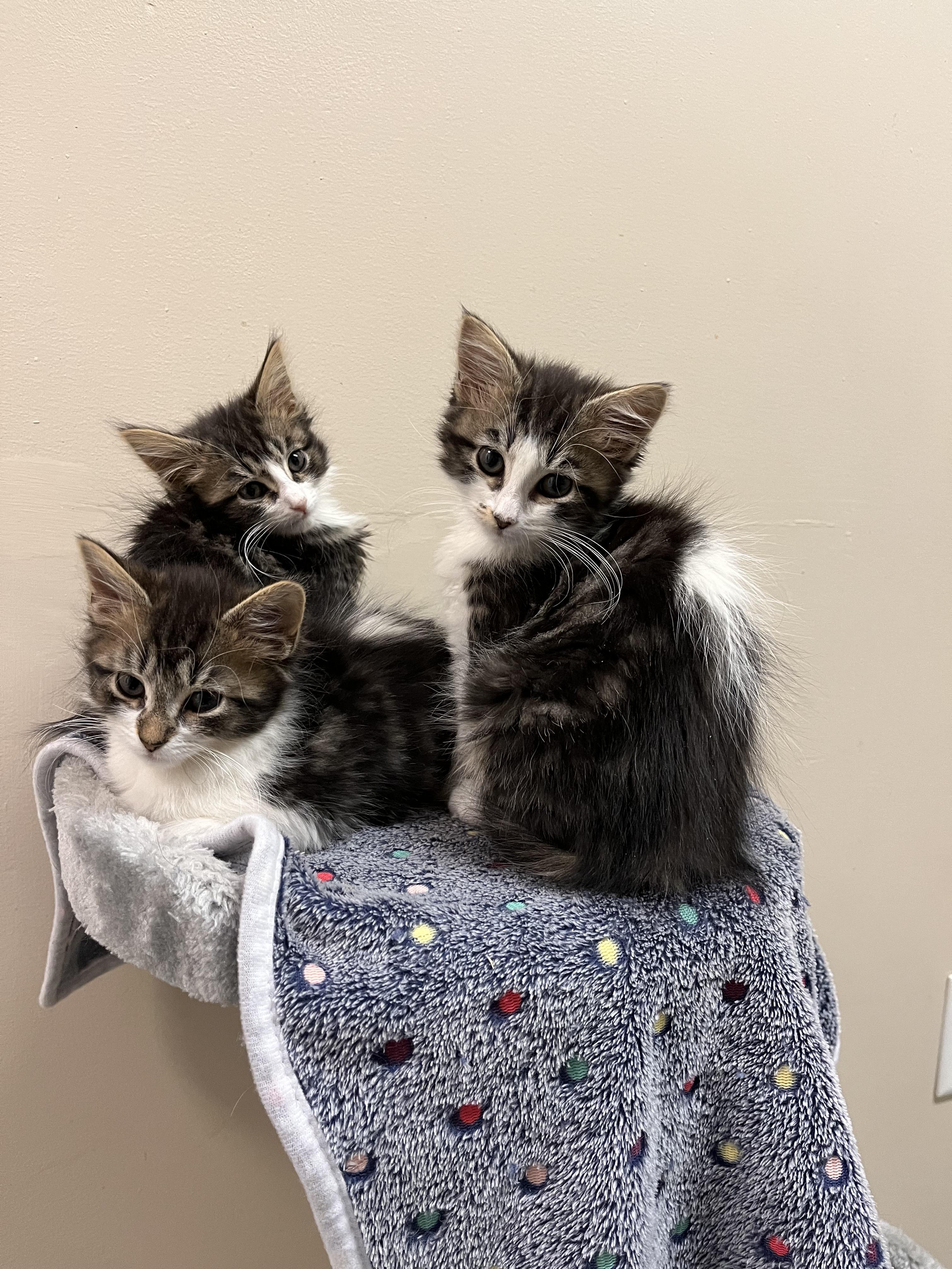 Enlarge Finley, a Adopted mixed breed in Terryville, CT image 1/6