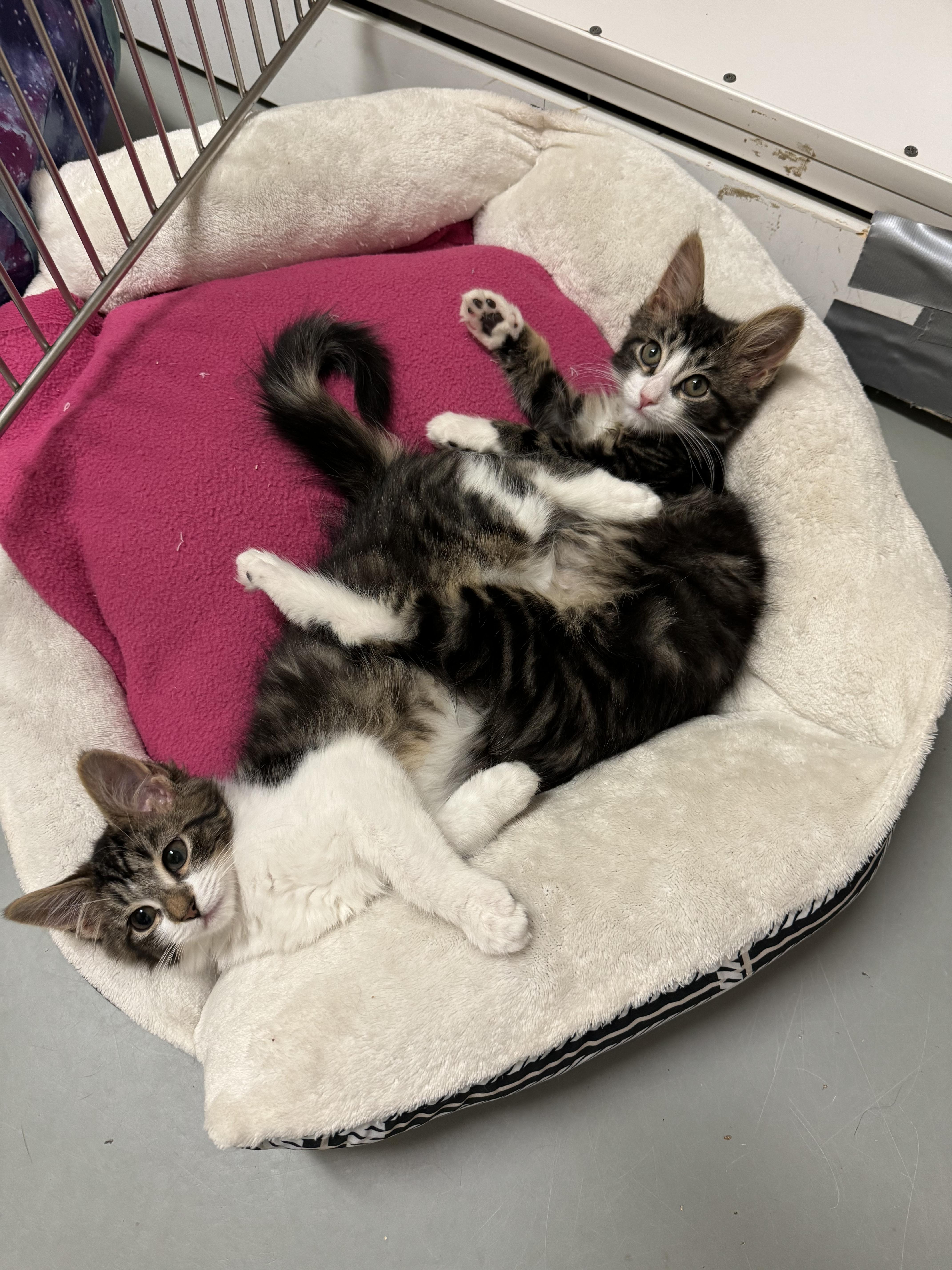 Enlarge Finley, a Adopted mixed breed in Terryville, CT image 4/6