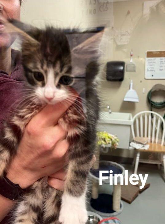 Enlarge Finley, a Adopted mixed breed in Terryville, CT image 6/6