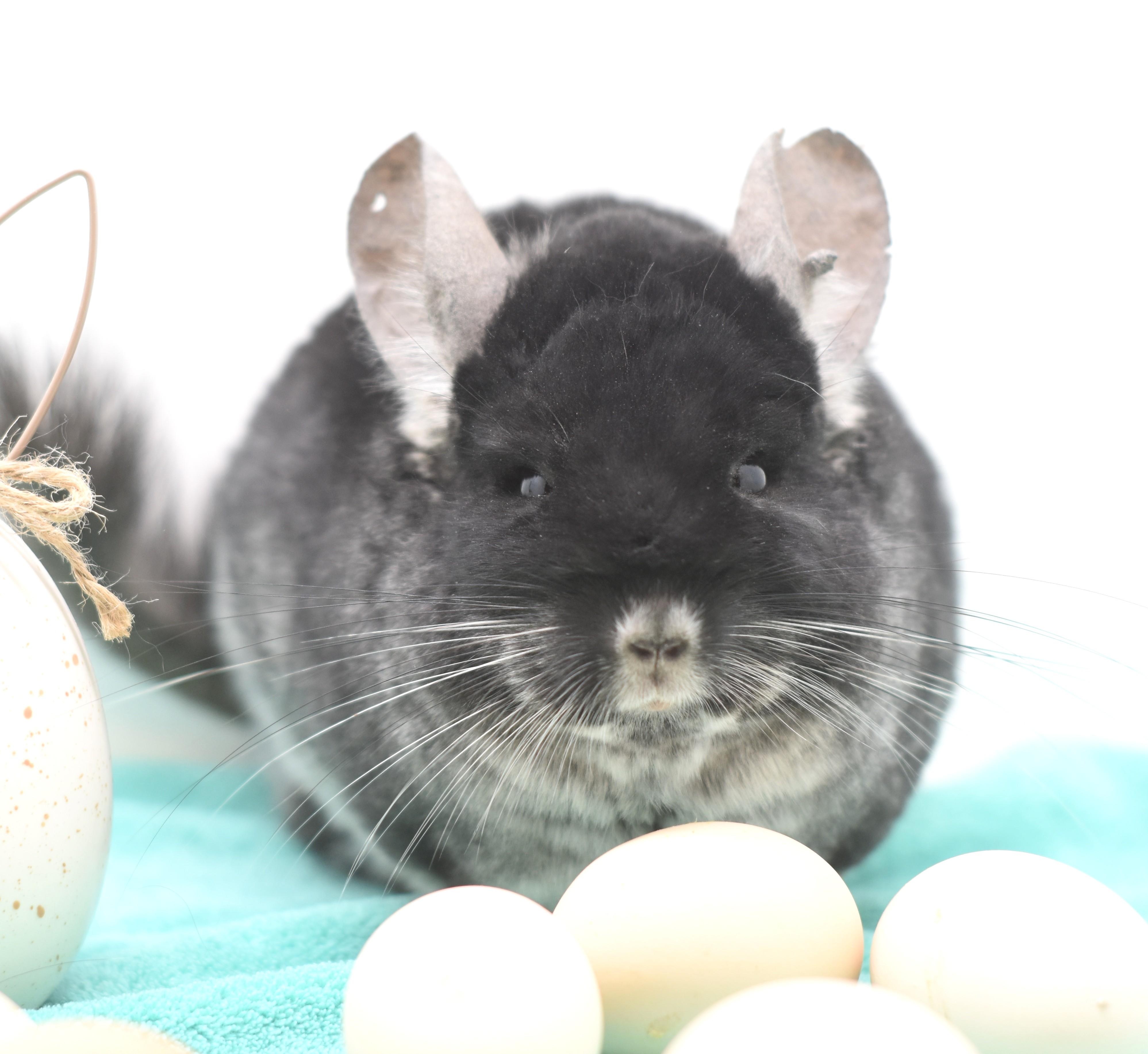 Toby, a ADOPTABLE Chinchilla in Wolcott, IN image 4/5