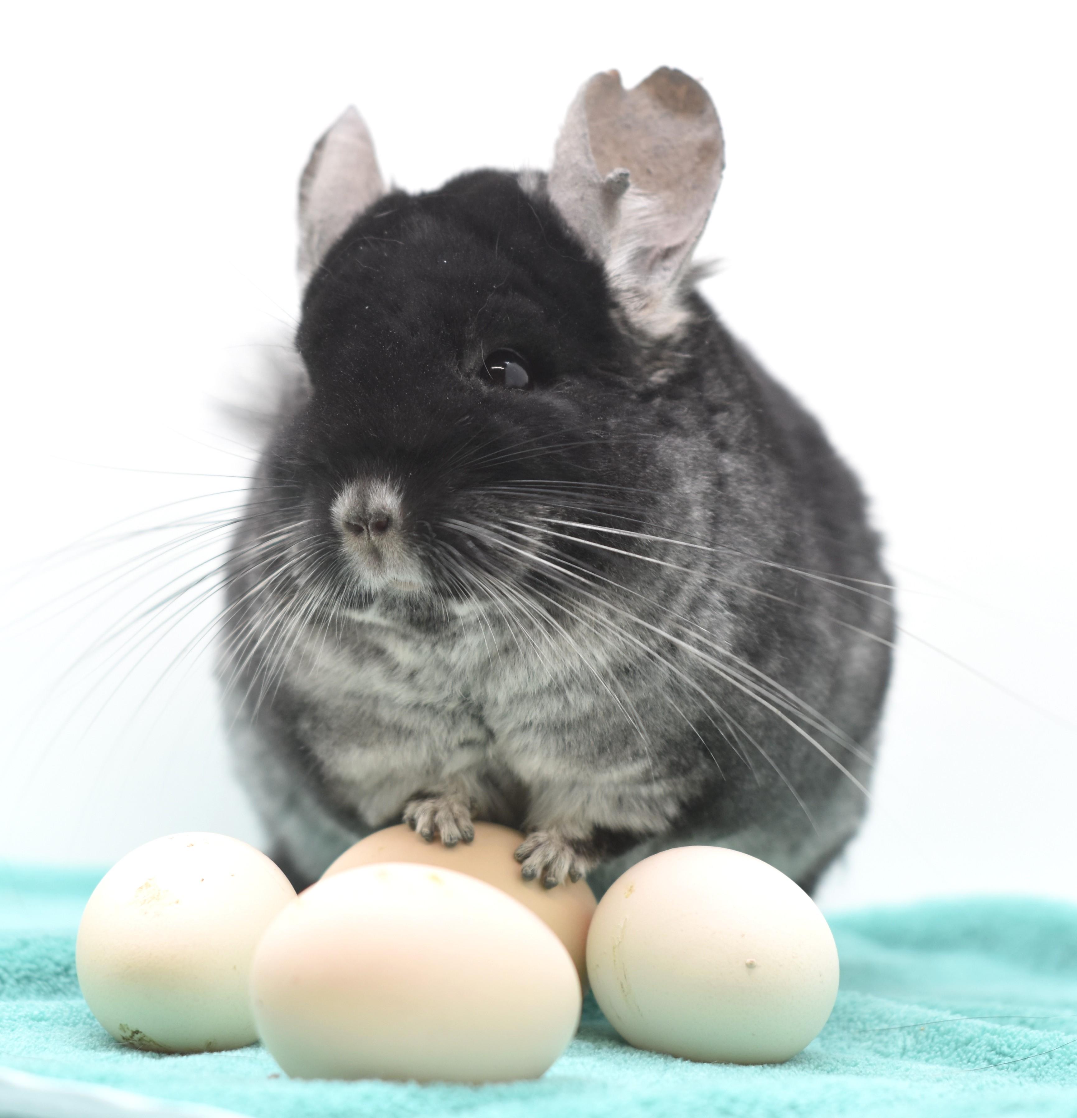 Toby, a ADOPTABLE Chinchilla in Wolcott, IN image 1/5