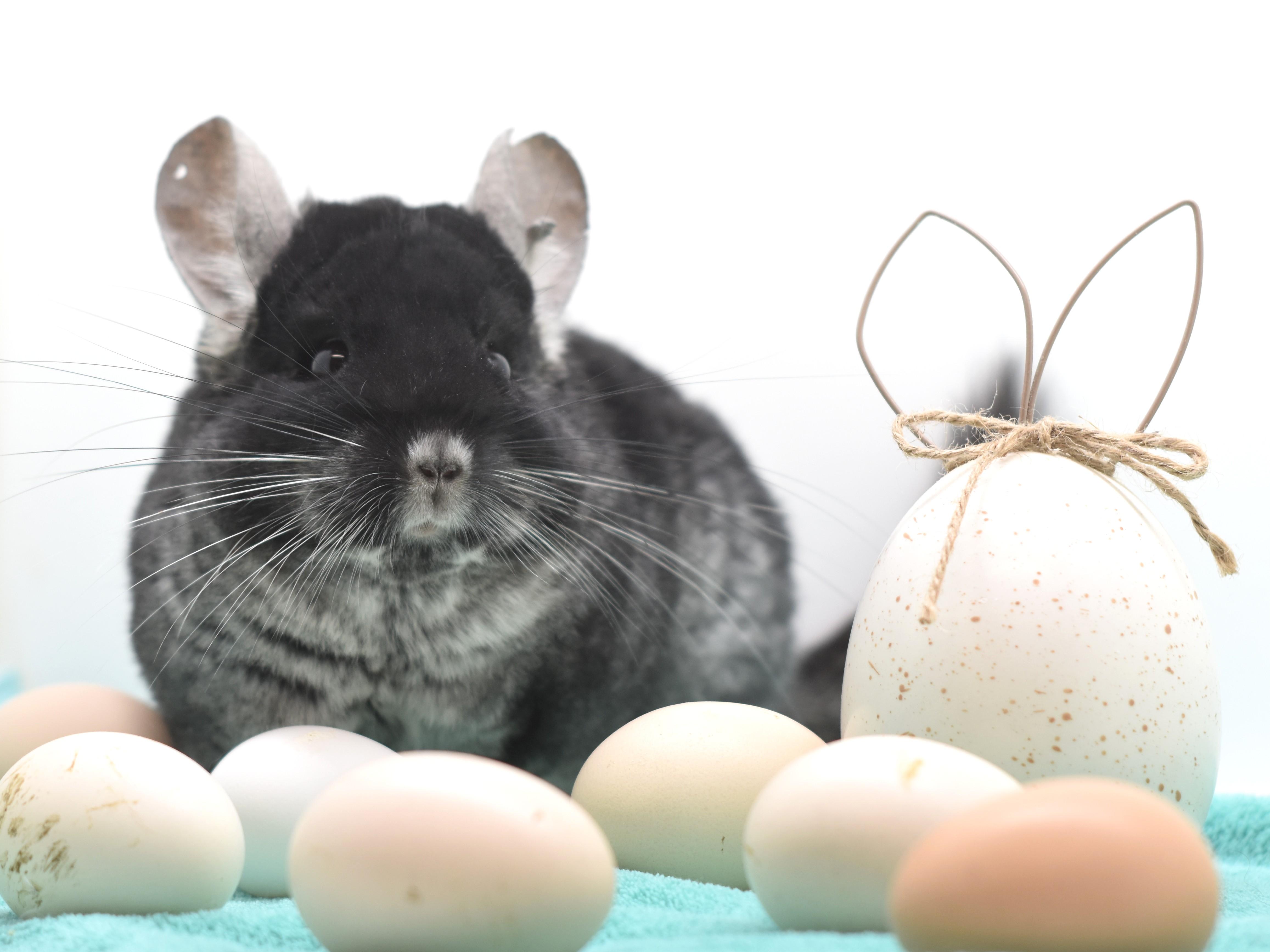 Toby, a ADOPTABLE Chinchilla in Wolcott, IN image 2/5