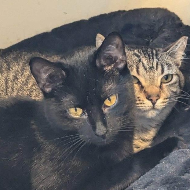 Enlarge Raven, a Adoptable American Shorthair in Beaufort, SC image 4/4